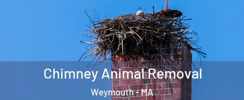 Chimney Animal Removal Weymouth - MA
