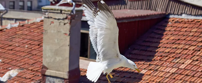 Residential Chimney Animal Removal Solution in Weymouth, MA