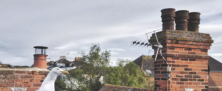 Chimney Cleaning And Restoration in Weymouth, Massachusetts